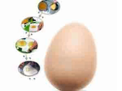 Hé lộ công nghệ làm trứng gà giả của Trung Quốc 