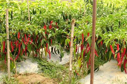 Kỹ thuật trồng ớt trái mùa 